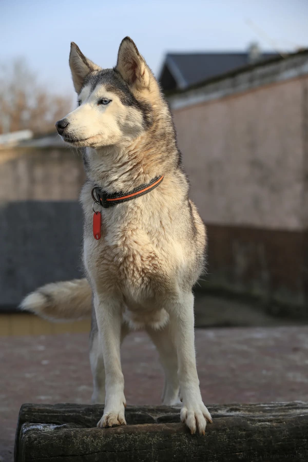 Blue, grau female senior mixed breed for adoption at Nordische in Not, Kremmen / OT Hohenbruch