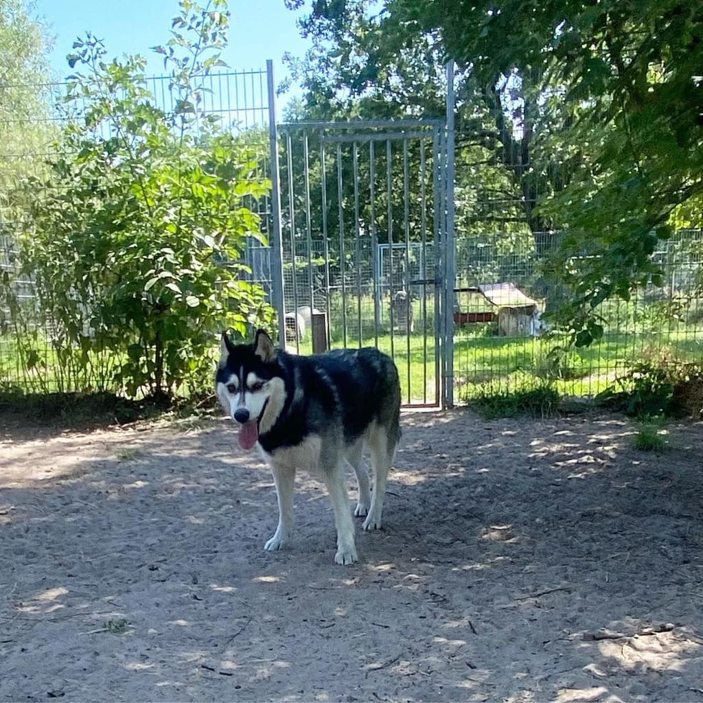 Chaos, schwarz male senior Husky for adoption at Nordische in Not, Kremmen / OT Hohenbruch