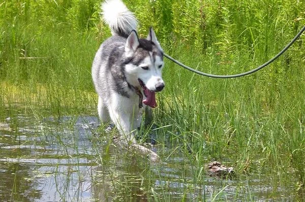Daimon, grau male senior Husky for adoption at Nordische in Not, Kremmen / OT Hohenbruch