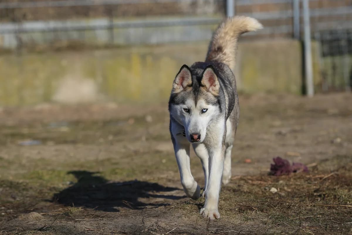 Daisy, grau female senior mixed breed for adoption at Nordische in Not, Kremmen / OT Hohenbruch