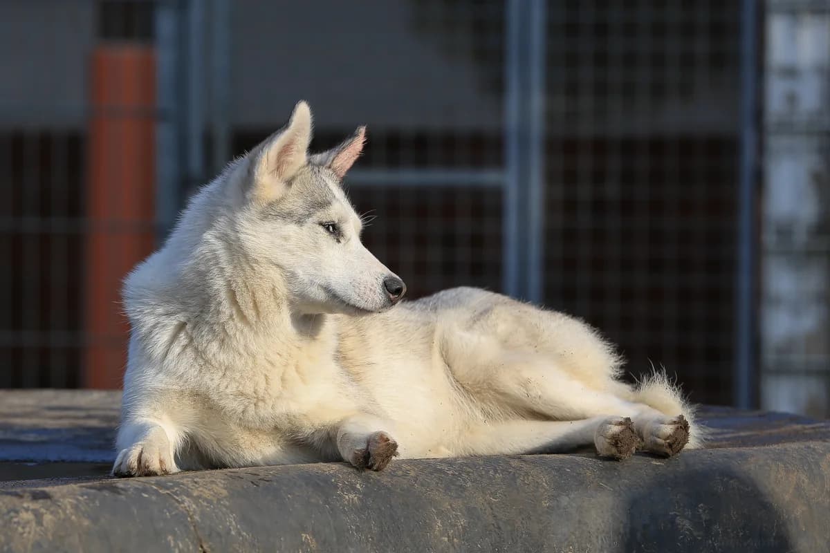 Freya, creme female mixed breed for adoption at Nordische in Not, Kremmen / OT Hohenbruch