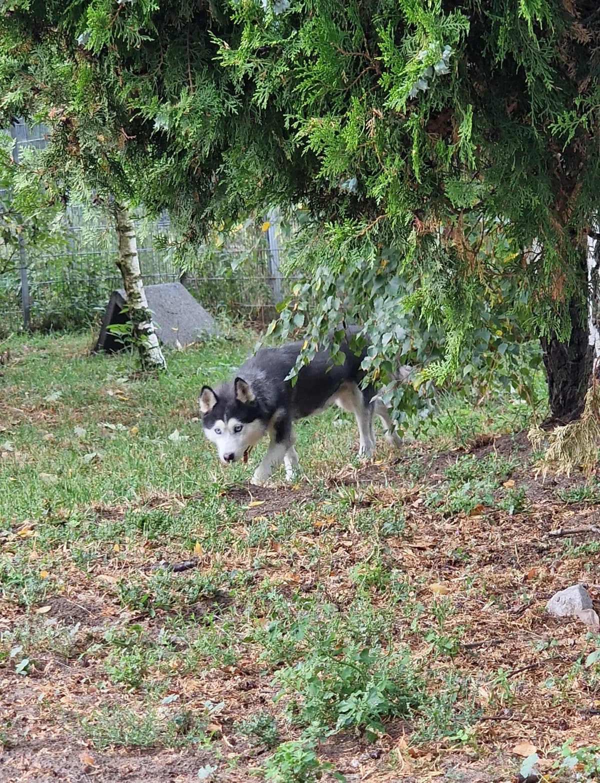 Imogen โ Kennlernphase, grau female Husky for adoption at Nordische in Not, Kremmen / OT Hohenbruch