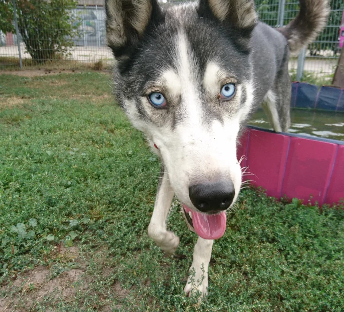 Izzy, grau male senior Husky for adoption at Nordische in Not, Kremmen / OT Hohenbruch