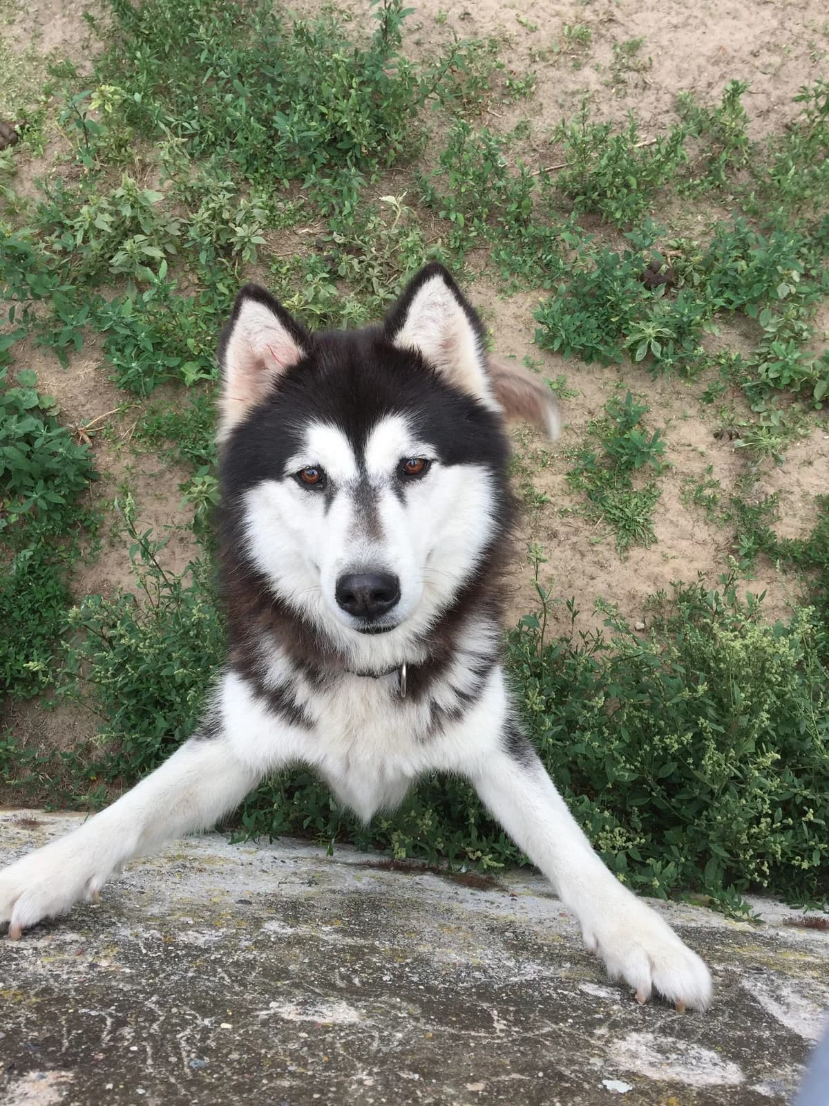 Jimmy, schwarz male Alaskan Malamute for adoption at Nordische in Not, Kremmen / OT Hohenbruch