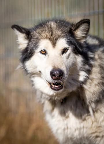 Kima, grau female senior Alaskan Malamute for adoption at Nordische in Not, Kremmen / OT Hohenbruch