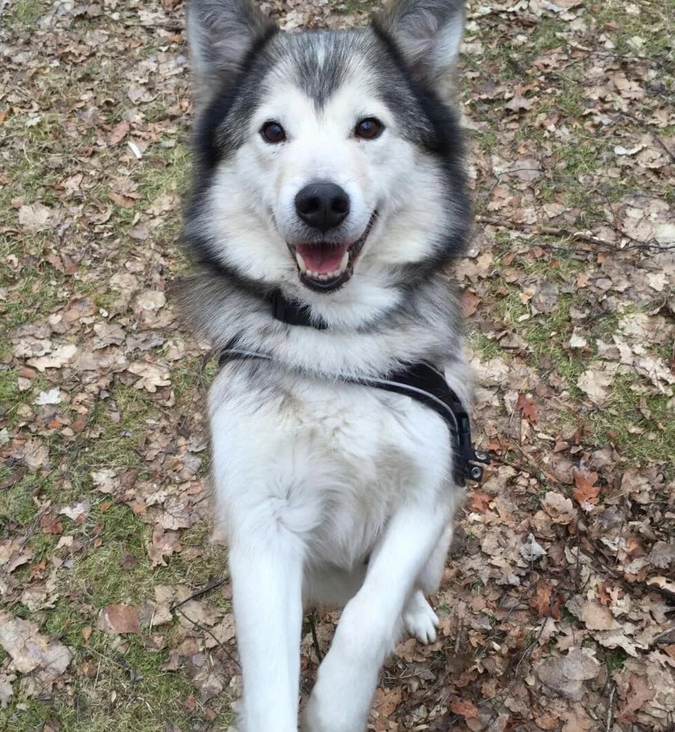 Knopfaugen? das kann ja nur Jacy sein!, Mixed Breed for adoption at Nordische in Not, Kremmen / OT Hohenbruch