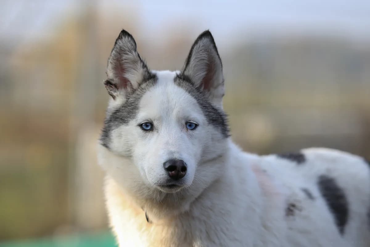 Kringer, grau female mixed breed for adoption at Nordische in Not, Kremmen / OT Hohenbruch