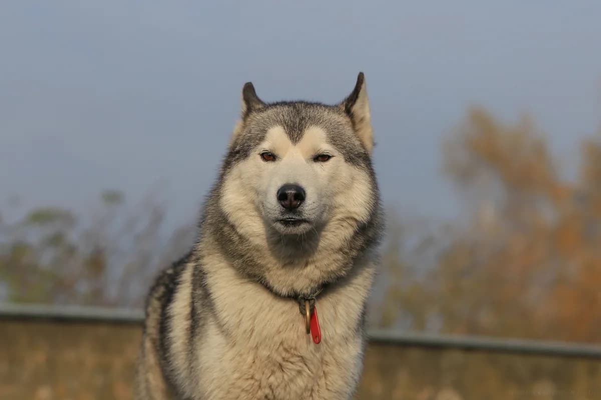 Lenox, grau male senior mixed breed for adoption at Nordische in Not, Kremmen / OT Hohenbruch