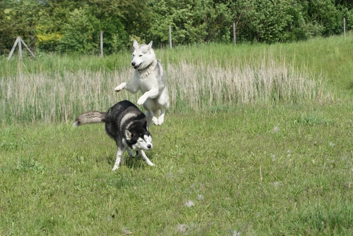 Linus und Mounty, Mixed Breed for adoption at Nordische in Not, Kremmen / OT Hohenbruch