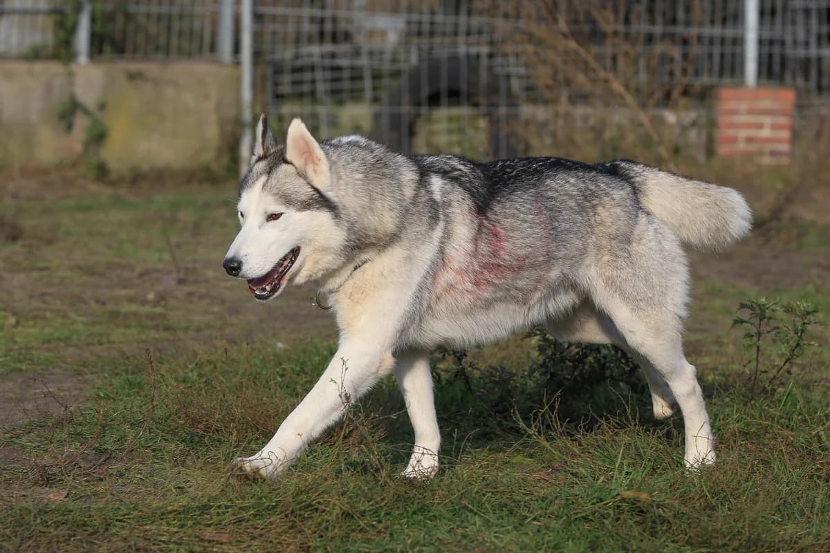 Louis, grau male senior mixed breed for adoption at Nordische in Not, Kremmen / OT Hohenbruch