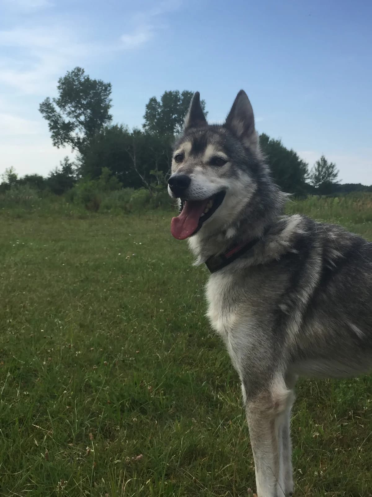 Lupus, grau male senior Husky for adoption at Nordische in Not, Kremmen / OT Hohenbruch