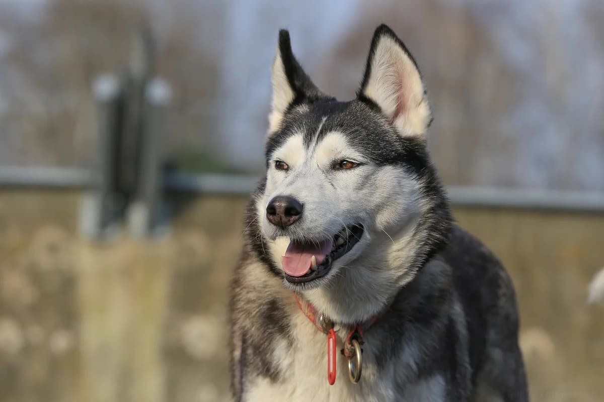 Maddy, braun female senior mixed breed for adoption at Nordische in Not, Kremmen / OT Hohenbruch
