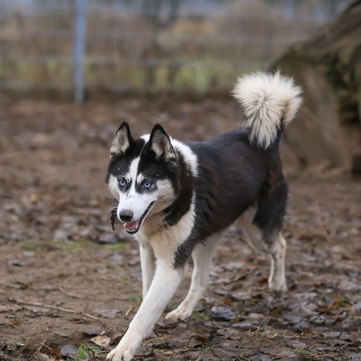 Motisha, blau female senior mixed breed for adoption at Nordische in Not, Kremmen / OT Hohenbruch