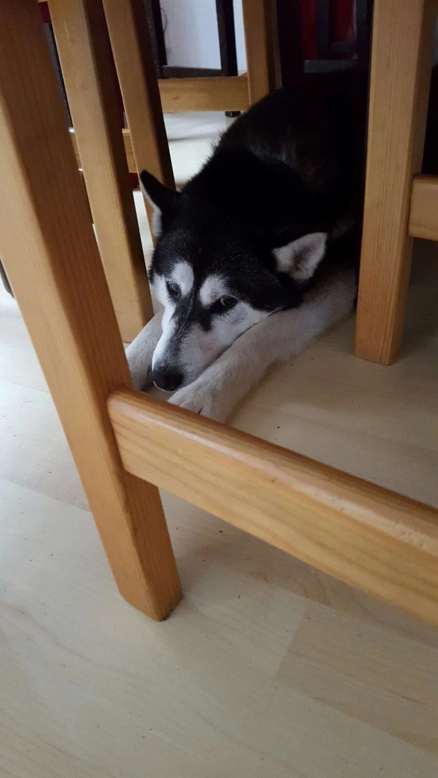 Nachricht von Dasha…, Mixed Breed for adoption at Nordische in Not, Kremmen / OT Hohenbruch