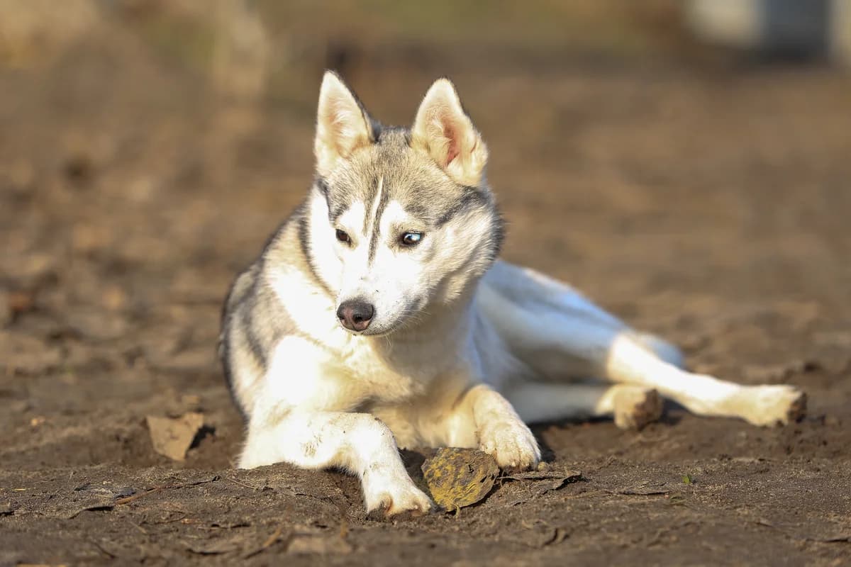 Nala, grau female mixed breed for adoption at Nordische in Not, Kremmen / OT Hohenbruch