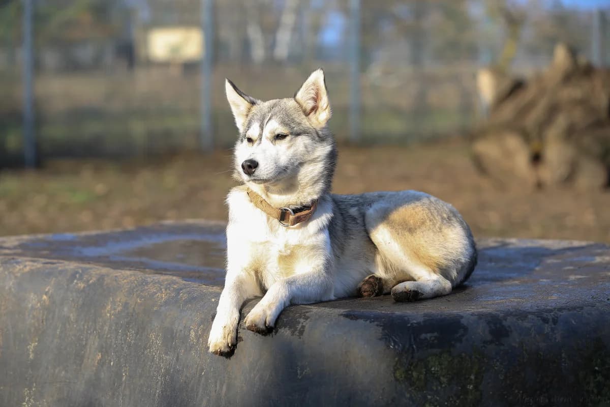 Narvic, tricolor female mixed breed for adoption at Nordische in Not, Kremmen / OT Hohenbruch