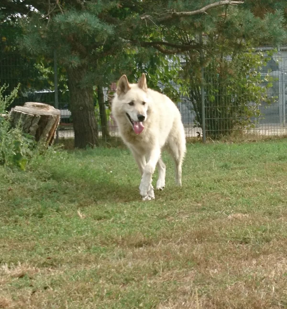 Narwik, beige male senior Husky for adoption at Nordische in Not, Kremmen / OT Hohenbruch