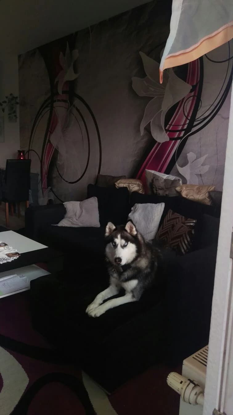 Passt perfekt zu uns…, Mixed Breed for adoption at Nordische in Not, Kremmen / OT Hohenbruch