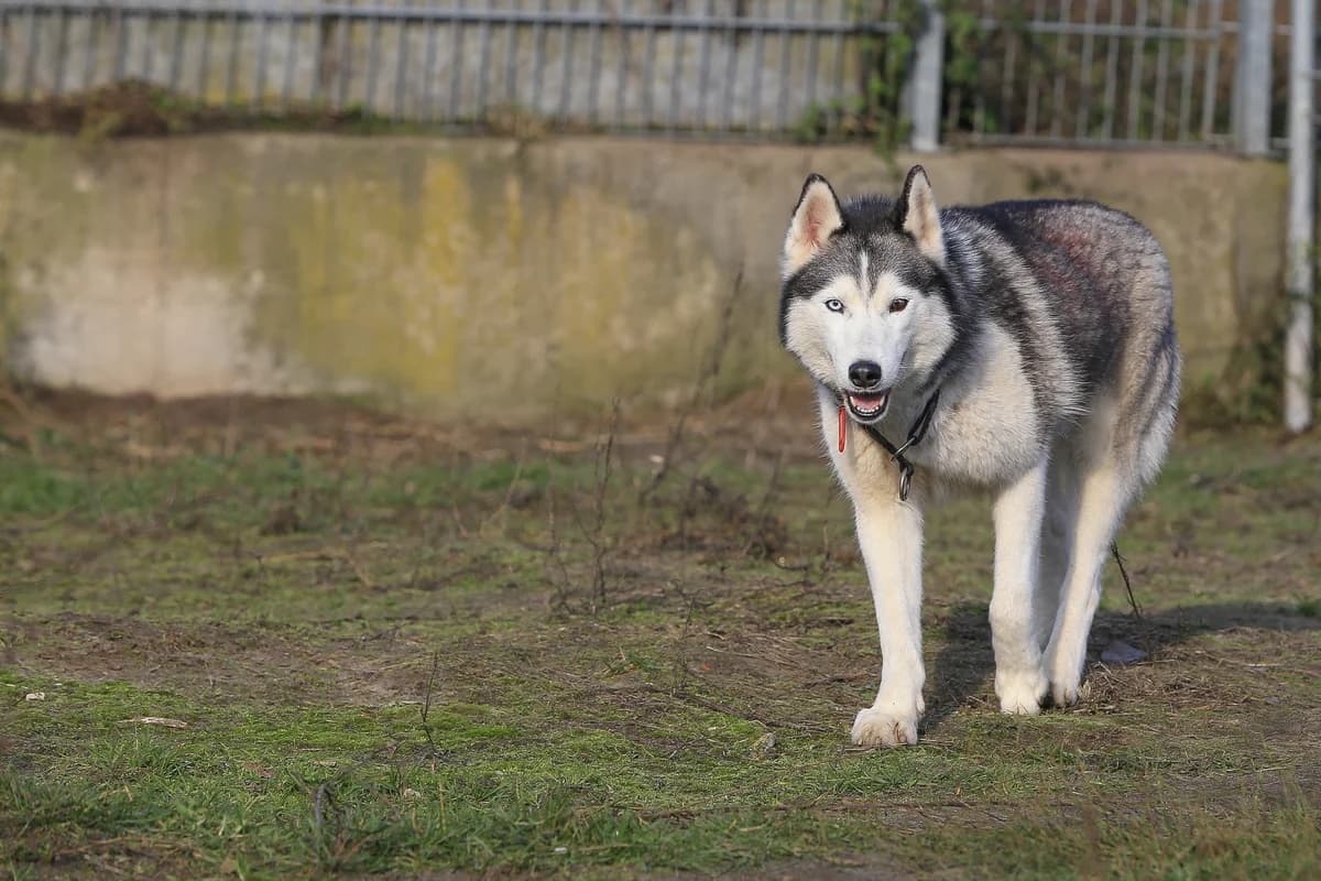 Pepper, schwarz female senior mixed breed for adoption at Nordische in Not, Kremmen / OT Hohenbruch