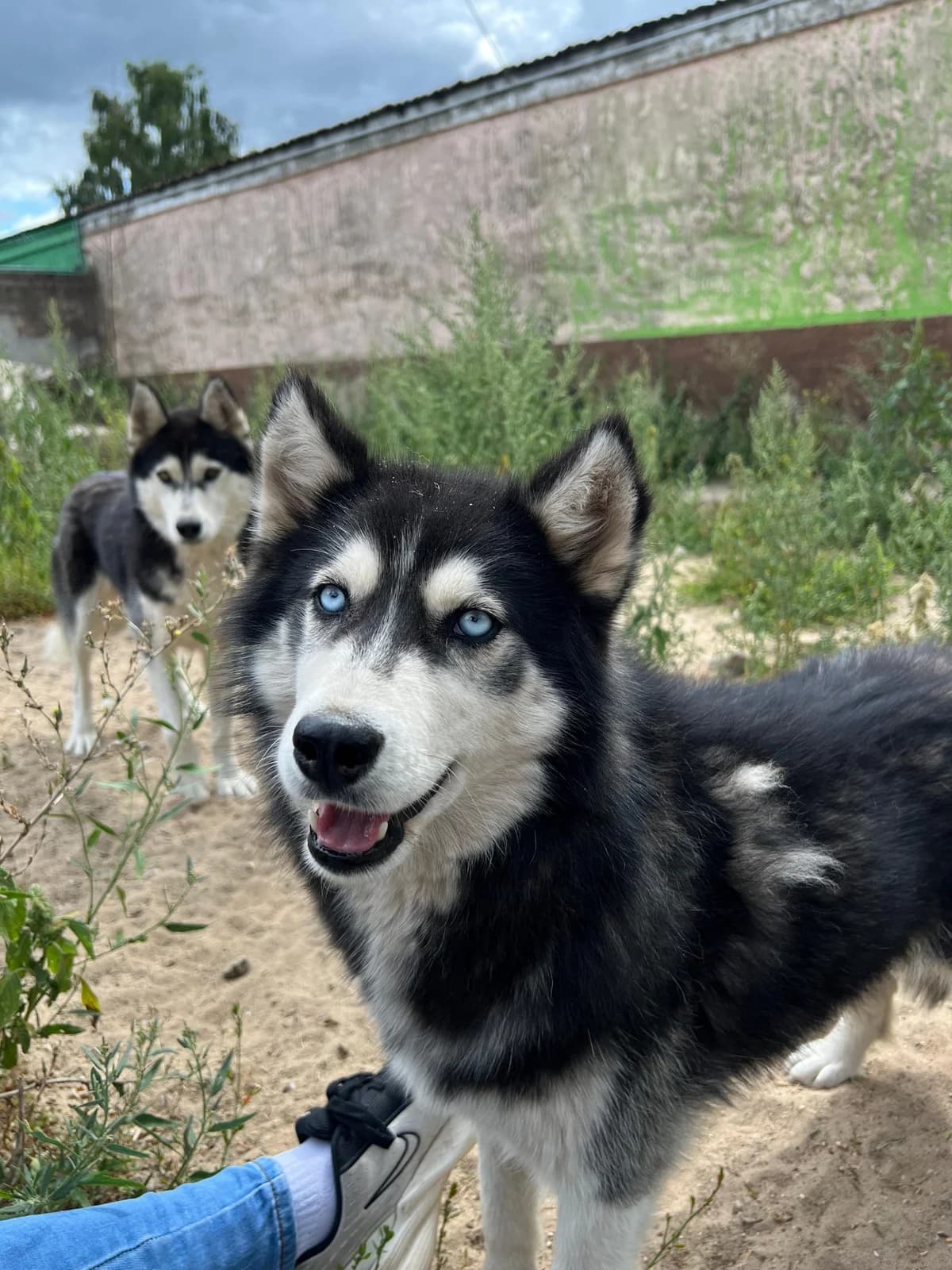Ron, schwarz male young Husky for adoption at Nordische in Not, Kremmen / OT Hohenbruch