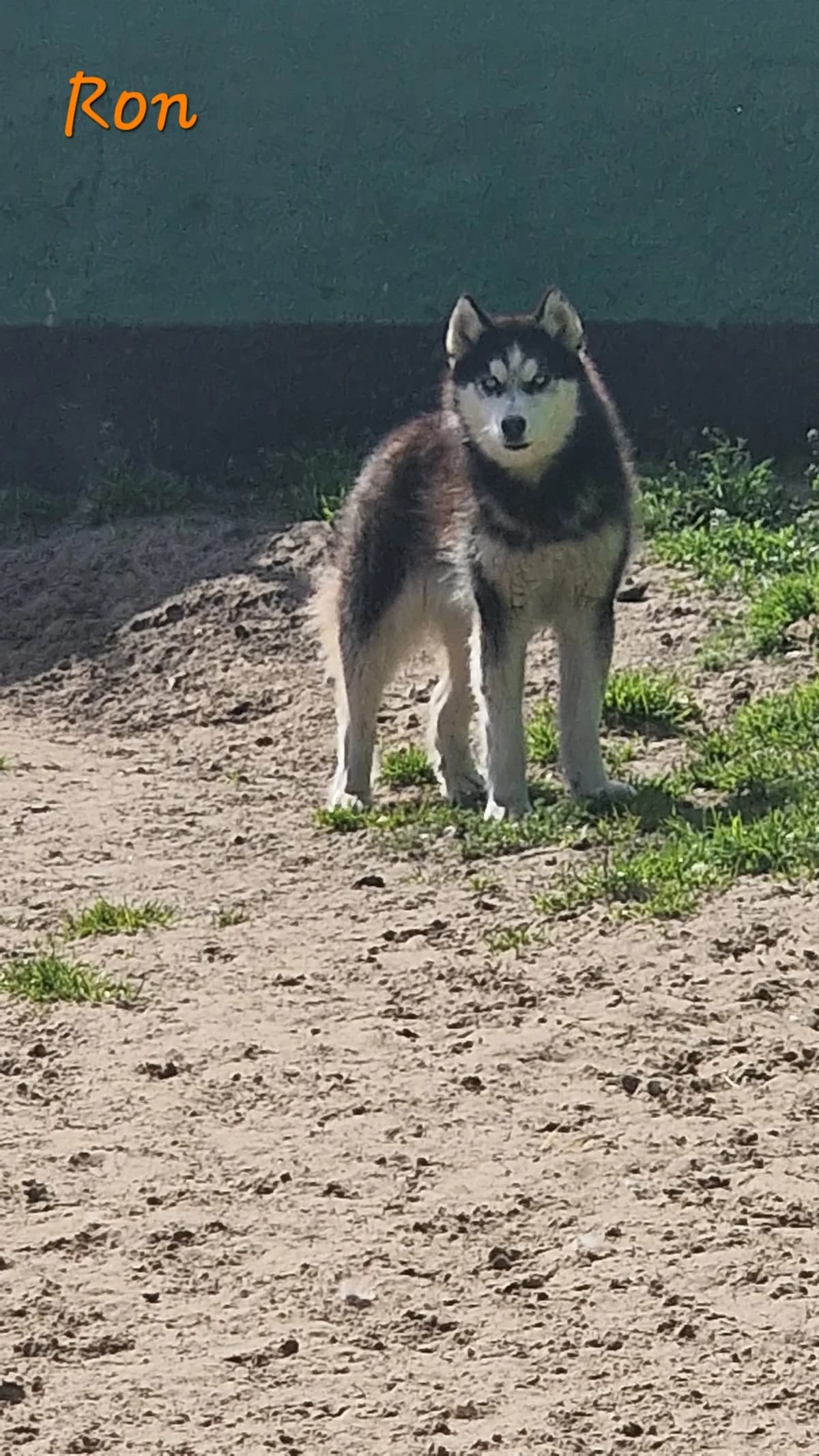 Buck, schwarz male young Husky for adoption at Nordische in Not, Kremmen / OT Hohenbruch