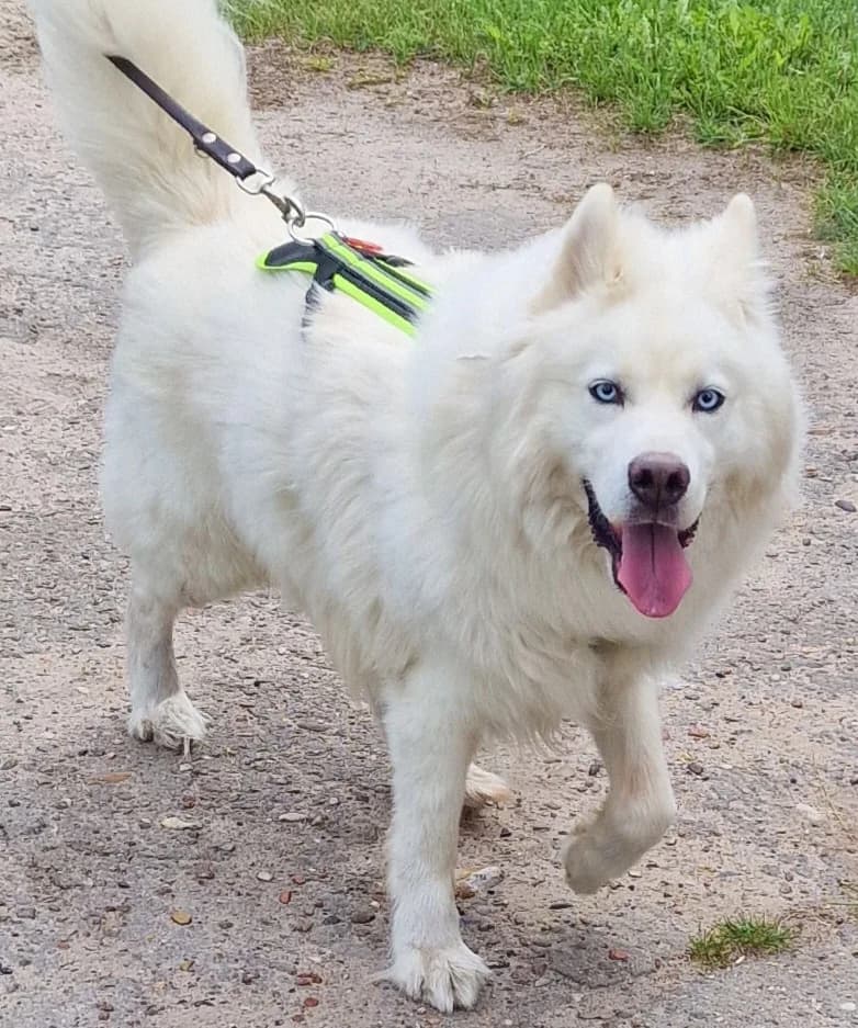 Spike, blau male 4yo Husky for adoption at Nordische in Not, Kremmen / OT Hohenbruch