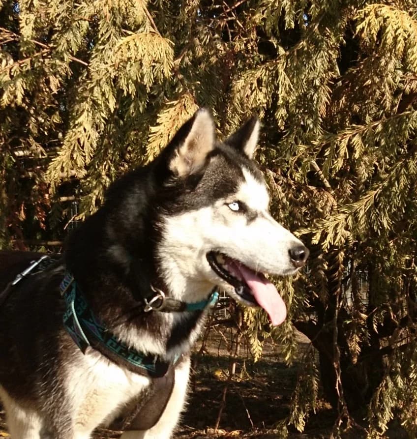 Sunka, schwarz female senior Husky for adoption at Nordische in Not, Kremmen / OT Hohenbruch