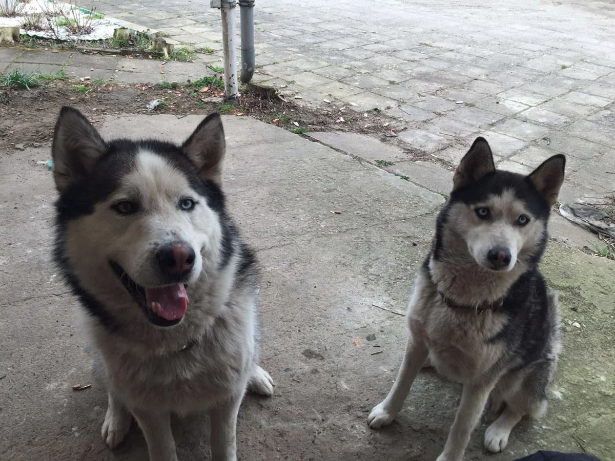 Wen haben wir denn da?!, Mixed Breed for adoption at Nordische in Not, Kremmen / OT Hohenbruch