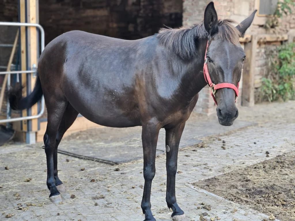 Malu, Dunkelbraun female senior mixed breed for adoption at Noteselhilfe e.V.