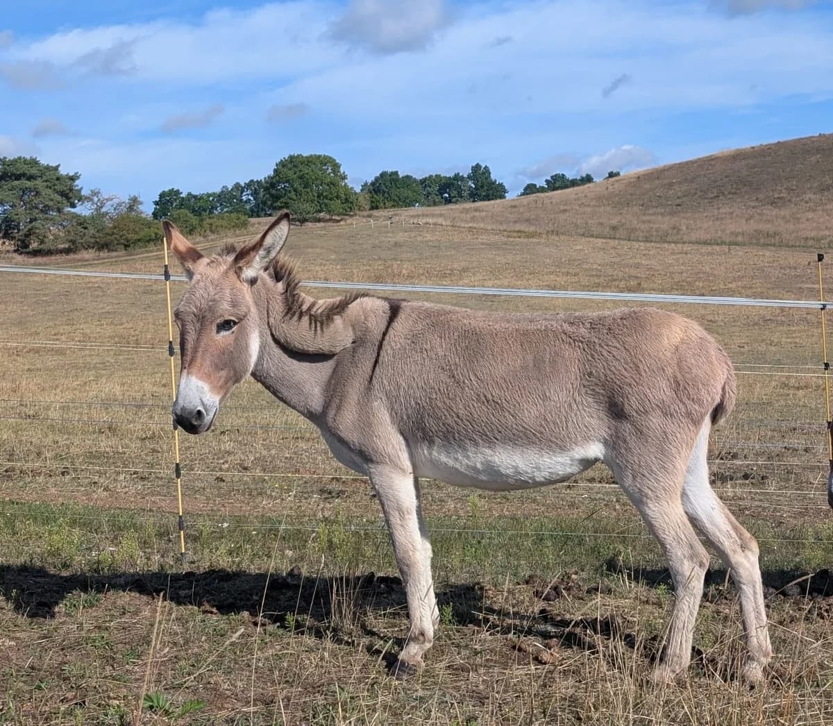 Bella, grau female senior mixed breed for adoption at Noteselhilfe e.V.