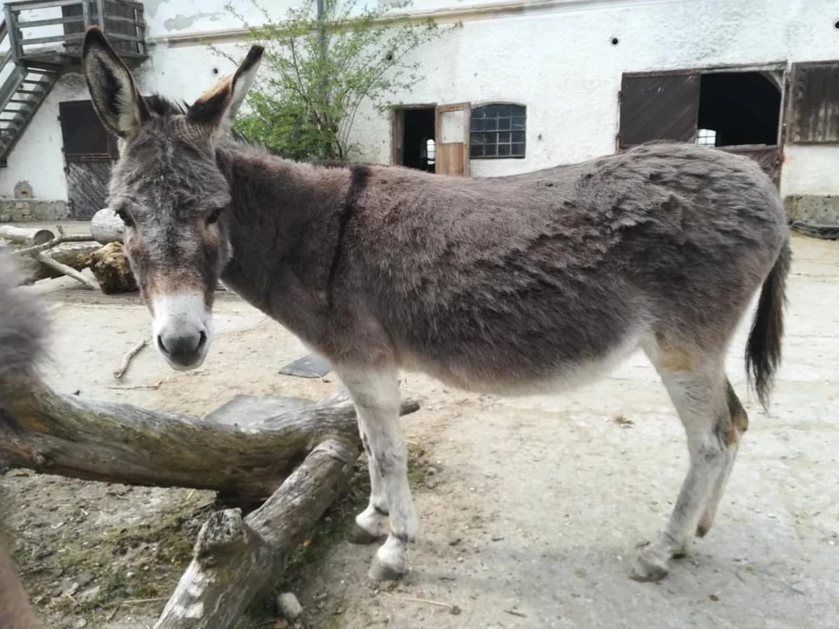 Bonnie, grau female senior mixed breed for adoption at Noteselhilfe e.V.