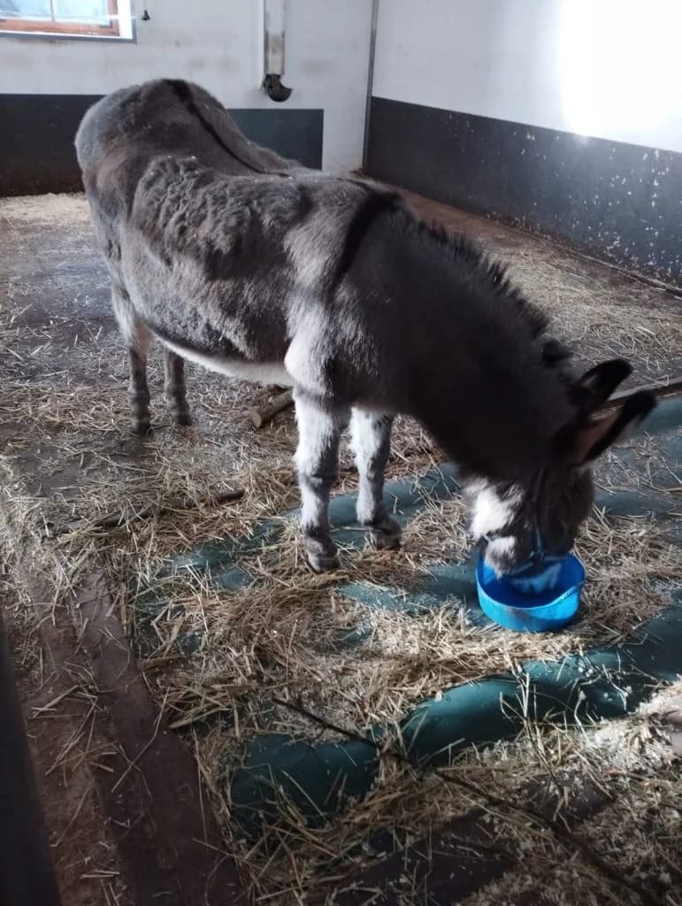 Emily, Grau female senior mixed breed for adoption at Noteselhilfe e.V.
