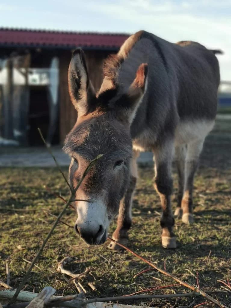 Johanna, Grau female senior mixed breed for adoption at Noteselhilfe e.V.