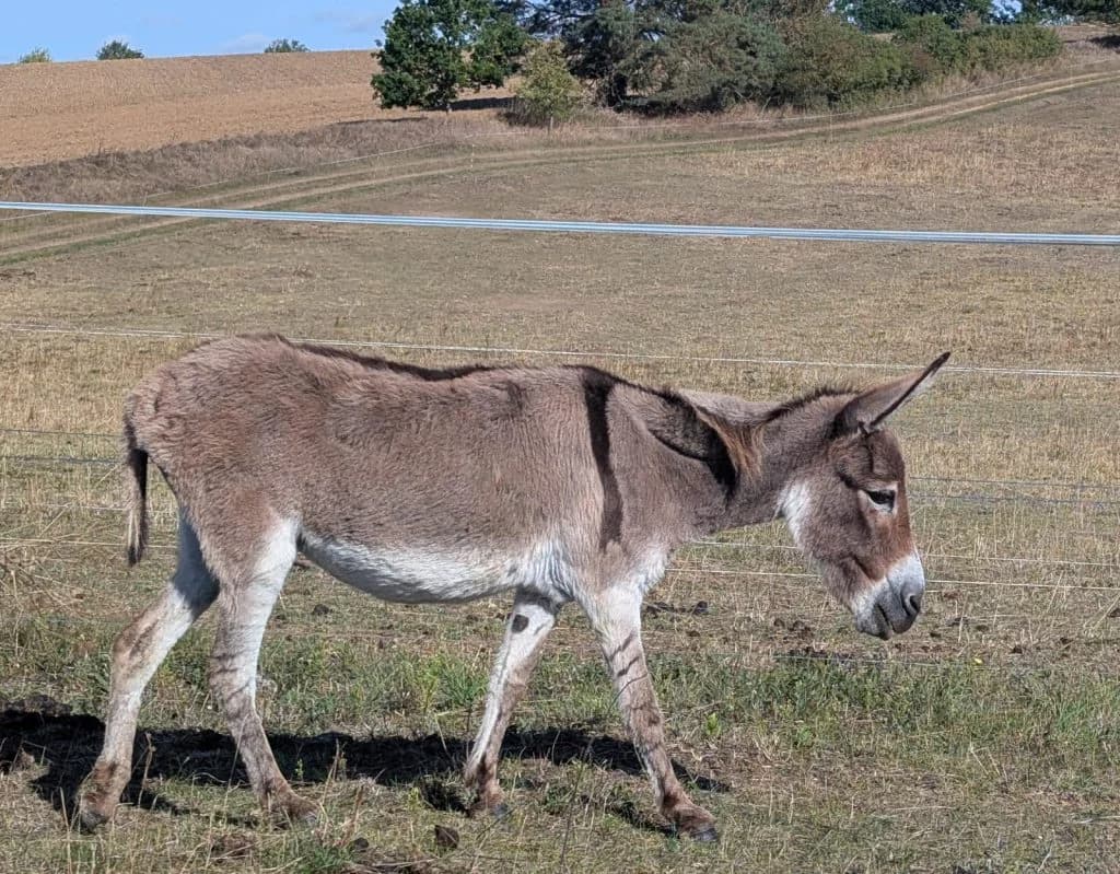 Kira, grau female senior mixed breed for adoption at Noteselhilfe e.V.