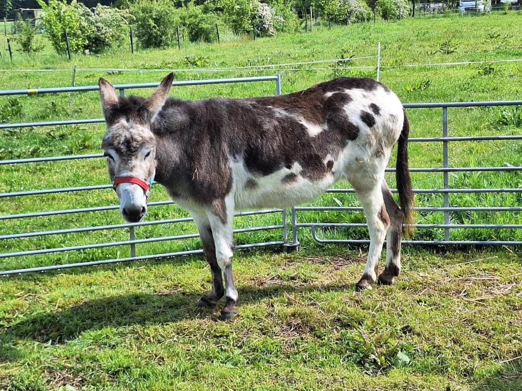 Lady, Schecke female senior mixed breed for adoption at Noteselhilfe e.V.