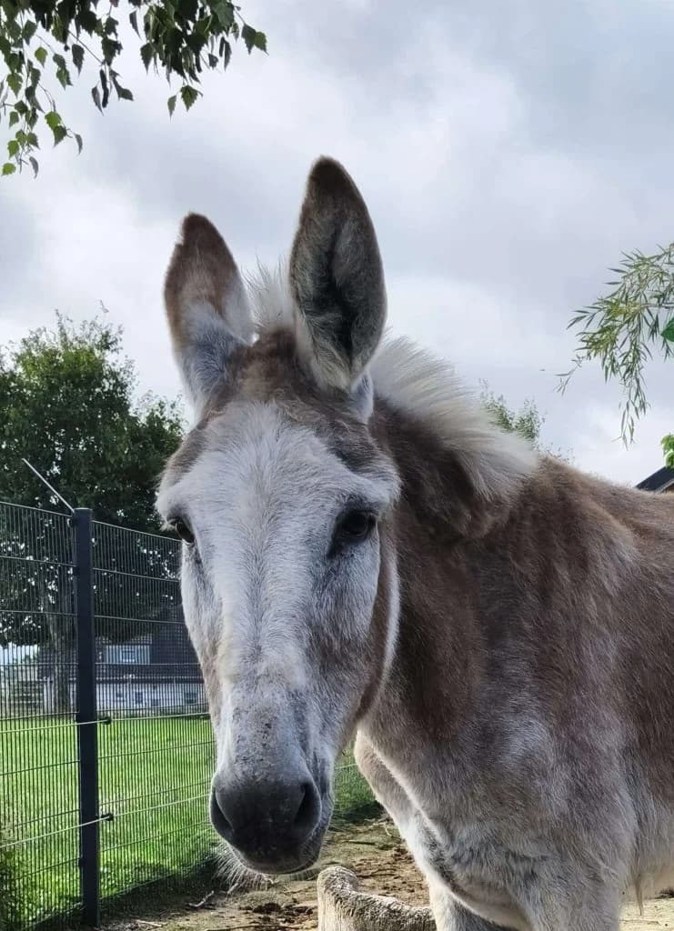 Lottchen, Fuchs female senior mixed breed for adoption at Noteselhilfe e.V.