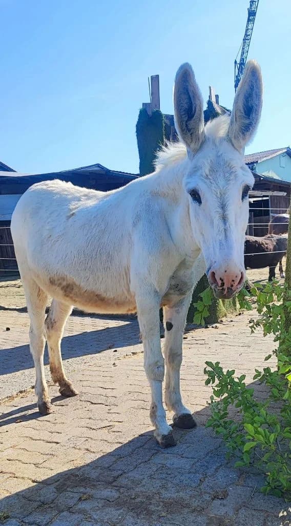 Lucy, Weiร female senior mixed breed for adoption at Noteselhilfe e.V.