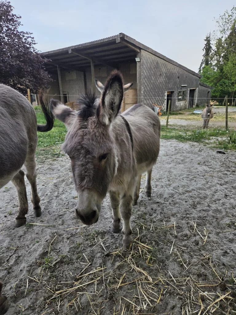 Rieke, grau female senior mixed breed for adoption at Noteselhilfe e.V.