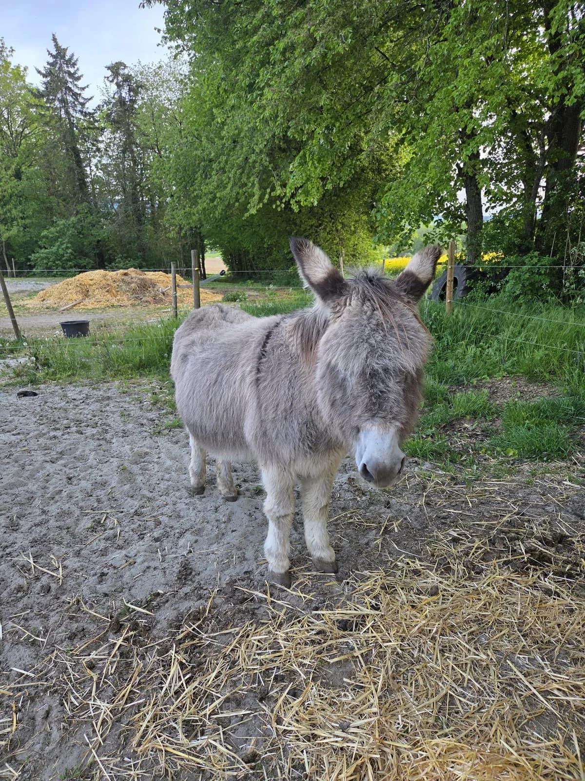 Hansi, grau male senior mixed breed for adoption at Noteselhilfe e.V.