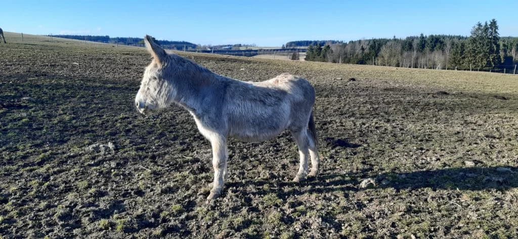 Kalolo, hellgrau male senior mixed breed for adoption at Noteselhilfe e.V.