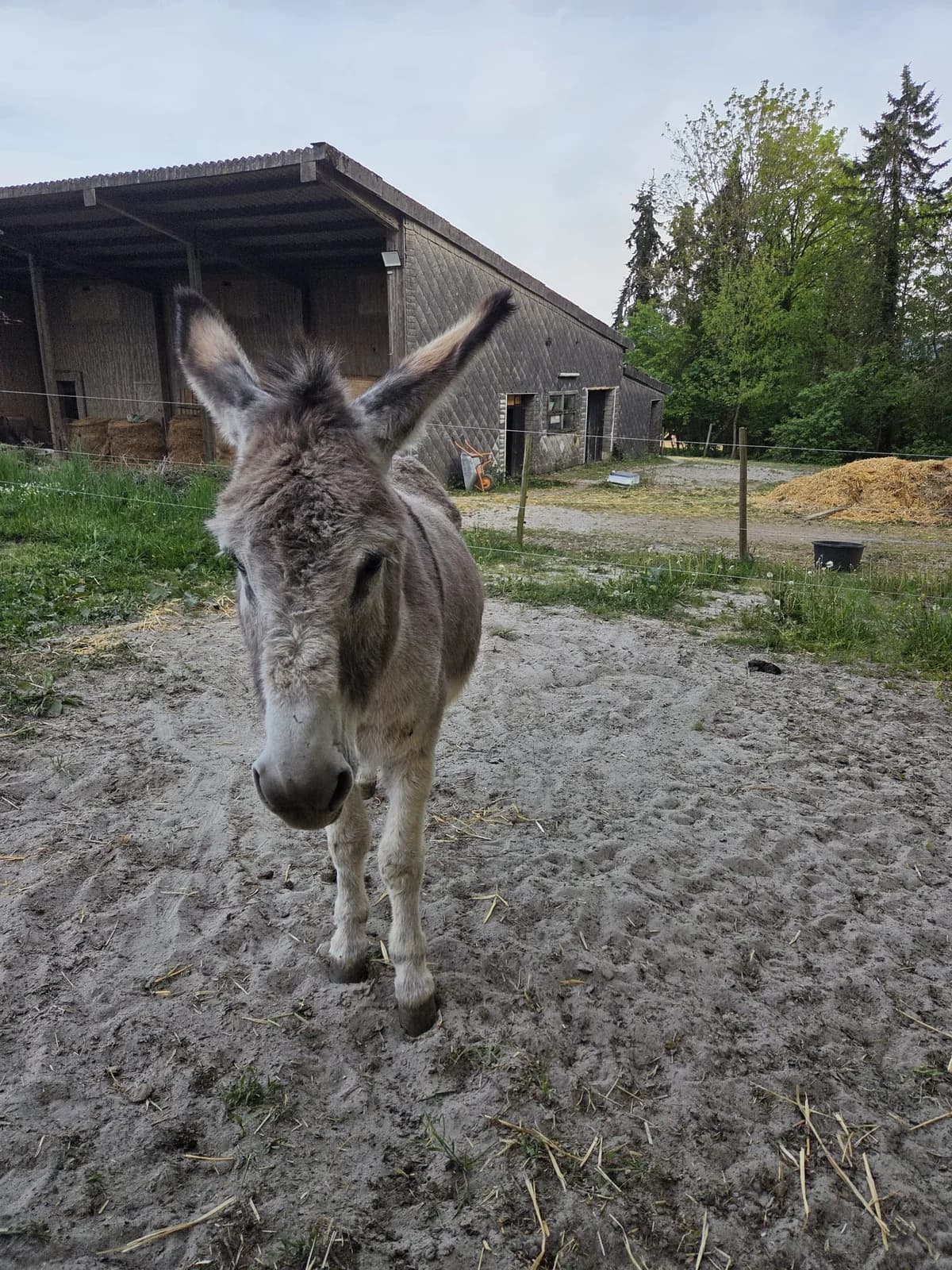 Milo, grau male senior mixed breed for adoption at Noteselhilfe e.V.
