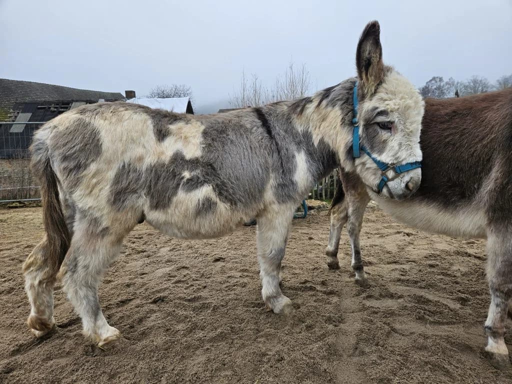 Peppone, Schecke male senior mixed breed for adoption at Noteselhilfe e.V.