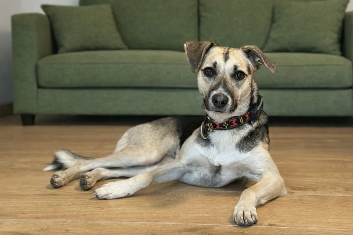 Mavi, female young Mixed Breed for adoption at Notfellchen Rumänien e.V.