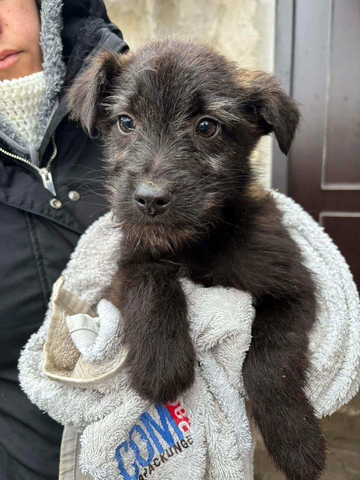 Hopper, male puppy Mixed Breed for adoption at Notfellchen Rumänien e.V.
