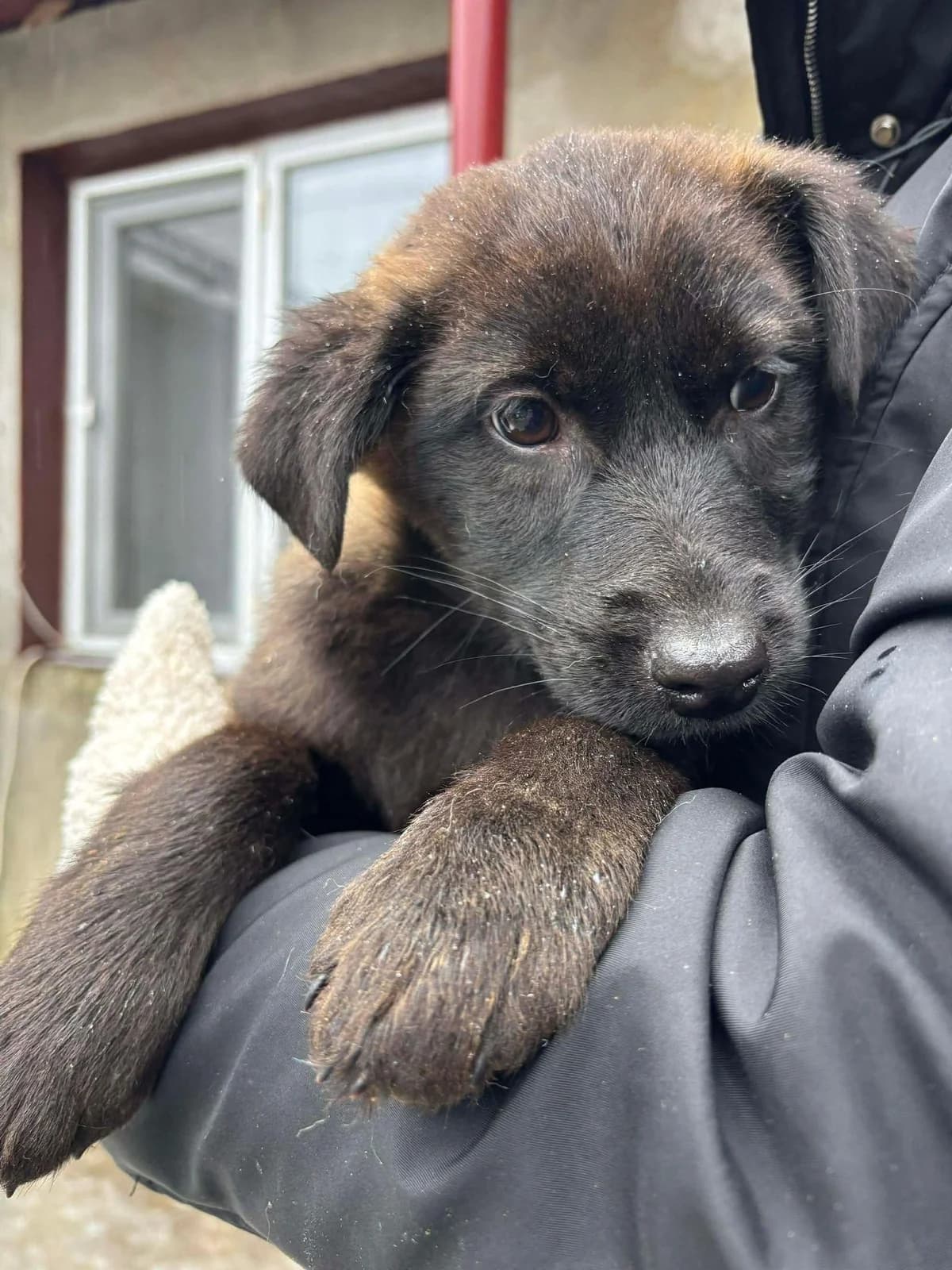 Steve, male puppy Mixed Breed for adoption at Notfellchen Rumänien e.V.