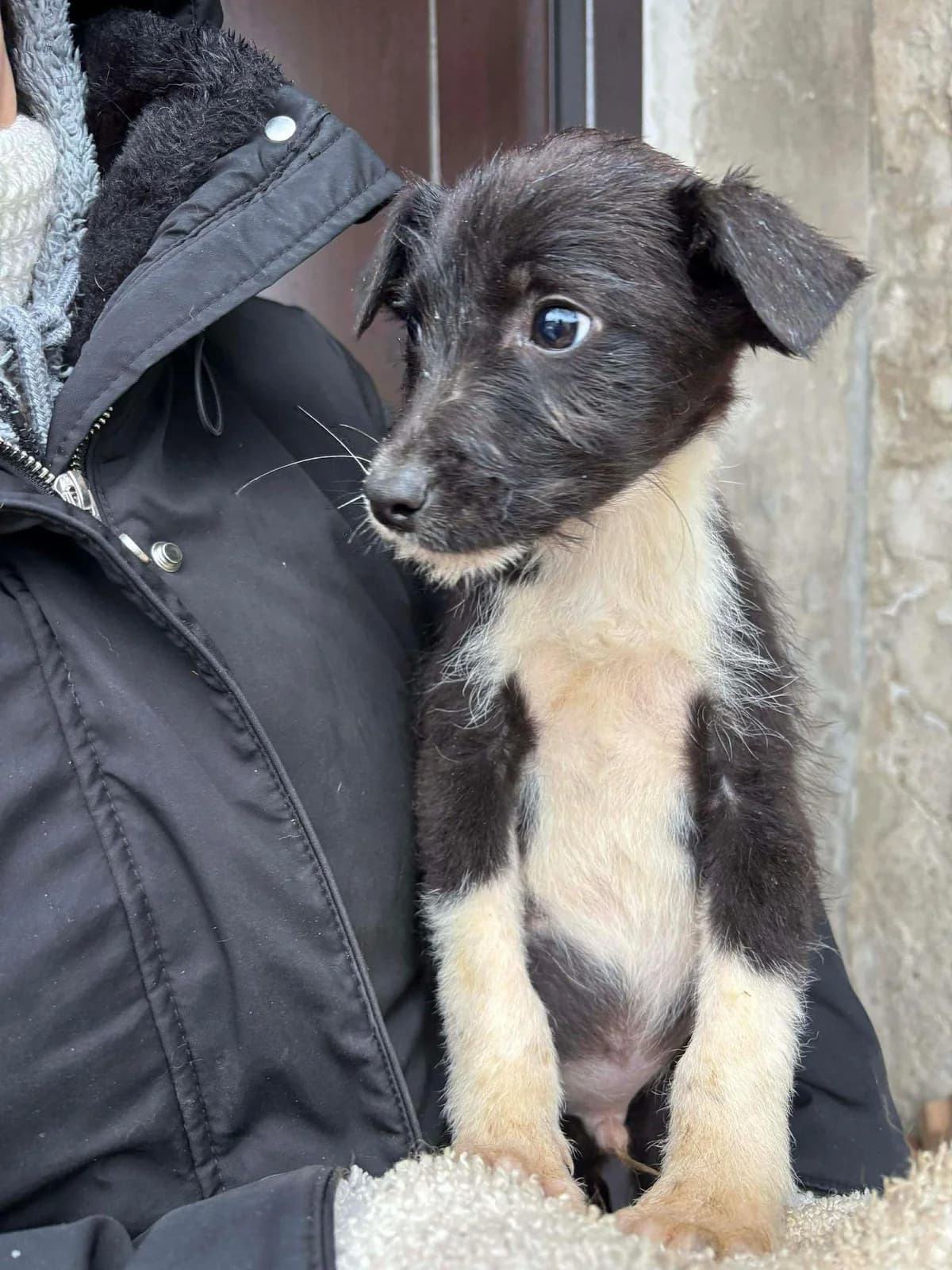 Eddie, male puppy Mixed Breed for adoption at Notfellchen Rumänien e.V.