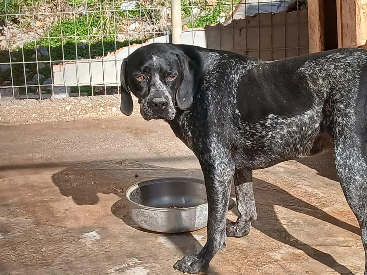 Aaron, male 3yo Pointer for adoption at Notfellchen Rumänien e.V.