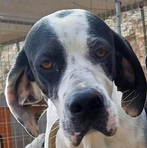 Lakis, male young Pointer for adoption at Notfellchen Rumänien e.V.