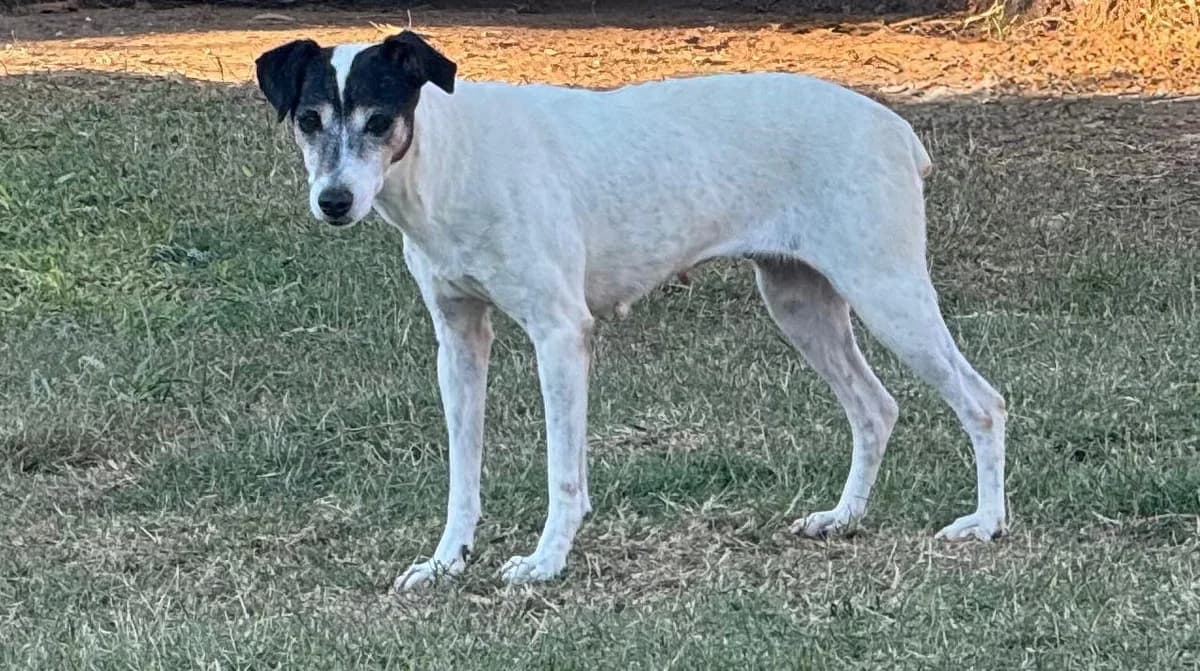 ruhige, female 3yo mixed breed for adoption at Notfellchen Rumänien e.V.