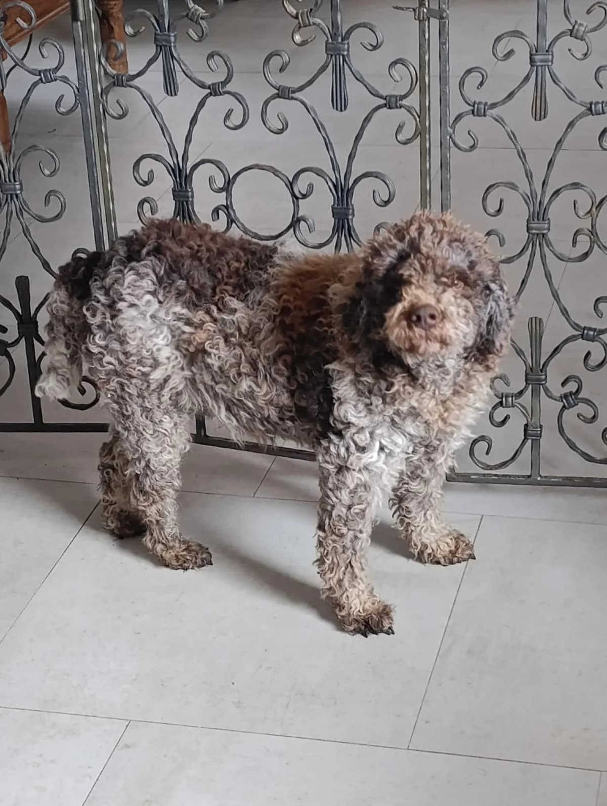 Astor, male 7yo Lagotto Romagnolo for adoption at Notfellchen Rumänien e.V.